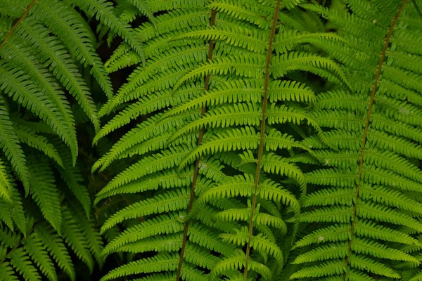 Les Débats Enflammés du Carnaval de Nice : Tradition face à Modernité